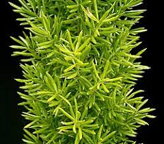 Image result for Asparagus migeodii