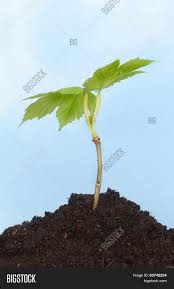 Over 21,015 saplings pictures to choose from, with no signup needed. Sapling Tree Image Photo Free Trial Bigstock