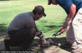 The department of energy and environmental protection was called in to handle the issue. Pictured Adorable Coyote Pup Rescued By Good Samaritans After Harrowing Encounter With Cactus That Left Him Writhing In Pain Daily Mail Online