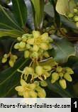 Image result for Brexia madagascariensis