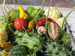 Image result for Cucumis meeusei