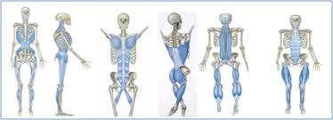 From the arm muscle diagram above, the muscles of the arm that can be seen easily on the surface include biceps, triceps, brachioradialis, extensor carpi radialis longus, and deltoid. An Intro To Myofascial Meridians In Structure Function