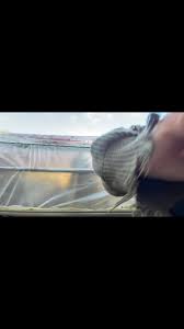 #idontknowwhatimdoing 😅 7 year old hoophouse plastic coming down… one way  or another. 🤪🔪🤷🏻‍♀️ #homesteading #farmlife #learnasyougo