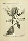 Image result for Psychotria articulata