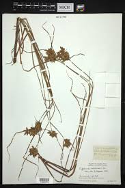 Image result for Pycreus unioloides