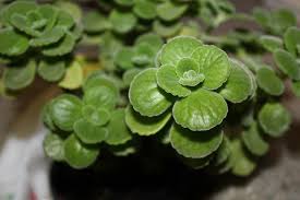Have a go at this one. Best Cat Repellent Plants Cat Plants Cat Repellant Cat Repellant Garden