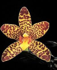 Image result for Ansellia africana