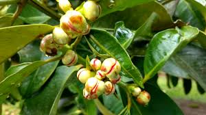 Image result for Garcinia mangostana