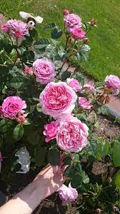 Eisvogel Rose Amazing Flowers Pink Roses Love Rose