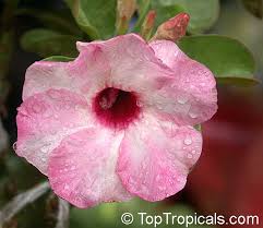 Image result for Adenium boehmianum