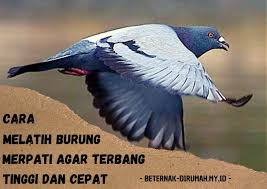 Garuda, cendrawasih, merpati, kakak tua, lovebird, elang, kenari, macaw dll yang cantik dipandang. Cara Melatih Merpati Agar Terbang Tinggi Dan Cepat Beternakdirumah
