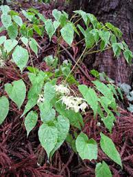 American lung association's lung force unites women and their loved ones across the country to stand together for lung health and against lung cancer. Epimedium Koreanum Korean Epimedium Pfaf Plant Database