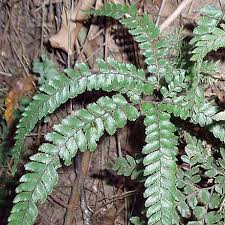 Image result for Adiantum hispidulum