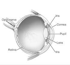 Drawing Of The Eye Eye Anatomy Parts Of The Eye Diagram Of The Eye