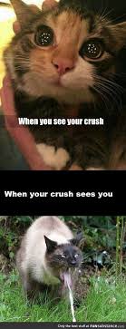 Cat memes funny and cute kitten memes. Happened Probably To Everyone Of Us Funsubstance Funny Animal Memes Funny Cat Memes Animal Memes Clean
