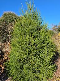 Image result for Cryptomeria
