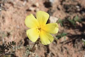 Image result for Tribulus excrucians