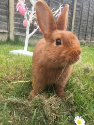 Pin By Valentin Fabian Munch On Evan Cute Animal Pictures Cute Animals Animal Pictures