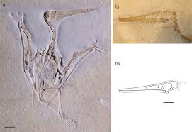 Pterodactylus was a small reptile, hardly larger than a modern pigeon or crow. Pterodactylus Specimens With Soft Tissue A Broili 1938 Specimen Of Download Scientific Diagram