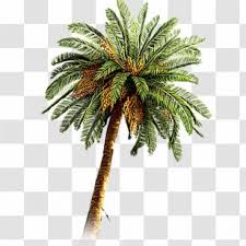 Discover 83 free kurama png images with transparent backgrounds. Date Palm Nutrition Calorie Arecaceae Fruit Food Transparent Png