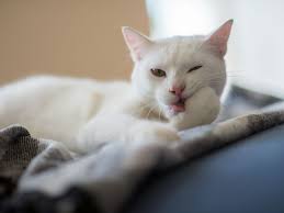 When cats groom each other, it is a sign of great affection. Reasons Why Your Cat Licks You