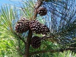 Maybe you would like to learn more about one of these? Paling Keren 21 Gambar Bunga Pinus Dan Bagiannya Gambar Bunga Indah