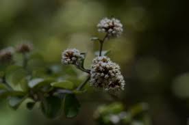 Image result for Helichrysum lastii