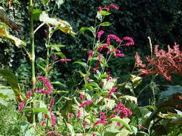 Image result for Vismia orientalis