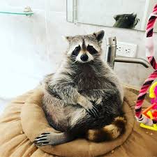 Woah I Just Had The Worst Dream What Was It About Mama Had Cancelled Taco Tuesday Man That Is Scary Raccoon Baby Raccoon Pet Raccoon