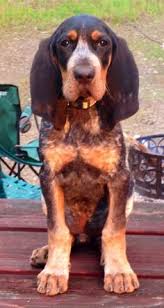 Take a cue from this atlanta home and give your beach abode a seriously festive makeover.after all, the more the merrier! Coonhound