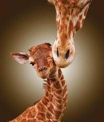 Baby Giraffe Look At The Difference The Length Of The Mother S Nose And The Size Of The Baby Cute Animals Animals Giraffe