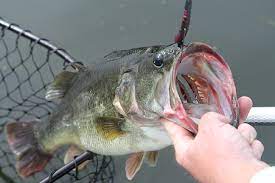 2017 Washington And Oregon Top Bass Fishing Spots