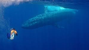 Check spelling or type a new query. Swim With Blue Whales Natural World Safaris