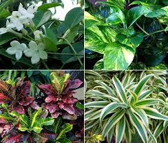 Selecting garden plants is a journey of discovery. 10 Elegant Plants For Vertical Garden Living Wall