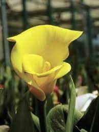Are Calla Lilies Annuals Or Perennials Lily Plants Calla Lily Calla Lily Bulbs