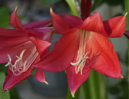Image result for Crinum harmsii
