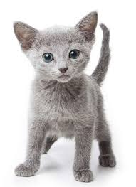 The Russian Blue Cat Ein Leitfaden Fur Die Rasse Von Special Happy Blue Cat Die Ein Fur Ha Blaue Katzen Russische Blaue Katzchen Getigerte Katzen