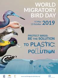 May 11 World Migratory Bird Day Migratory Birds Level Of Awareness Bird