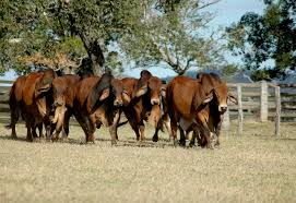 Brahman cow ki pehchan aur khobian, brahman bull. The Slower You Go The Bigger Your World Gets The Brahman Or Brahma Is A Breed Of Zebu Cattle