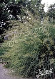 Image result for Sporobolus