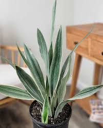 Image result for Sansevieria