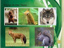 Secara sederhana bioma dapat diartikan sebagai pengelompokkan flora dan fauna pada suatu wilayah tertentu melalui metode ekologis terbesar. Bioma