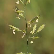 Image result for Schmidtia pappophoroides