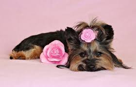 Then move on to some more unique, cute and interesting ideas too. Top Female Dog Names For 2020