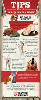 Back off to actually give up on his naughty intentions. No Pet Is Perfect Some Dogs Dig Some Bark Some Cats Chew Here S How To Discipline Your Pets And Deal With Pet Owner Woes Click For Dogs Pets Dog Digging