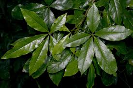 Image result for Ritchiea