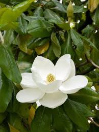 Magnolias are generally known for having large, leathery leaves and impressive white or pink flowers that appear very early in spring—often before the leaves even eme 63 South Florida Blooming Trees Ideas Blooming Trees Bloom Plants