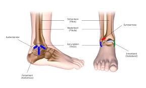 Verstauchung Sprunggelenk Fusschirurgie Sprunggelenkchirurgie Lmu Munchen