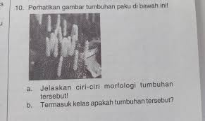 Paku atau pteridophyta merupakan tumbuhan berpembuluh tidak berbiji. Perhatikan Gambar Tumbuhan Paku Di Bawah Ini A Jelaskan Ciri Ciri Morfologi Tumbuhan Tersebut Brainly Co Id