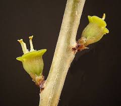 Image result for Euphorbia espinosa